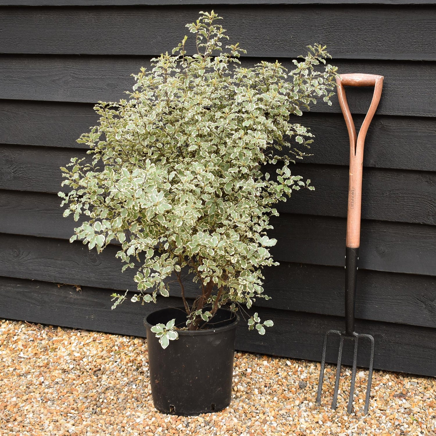 Pittosporum variegatum - 80-100cm - 12lt