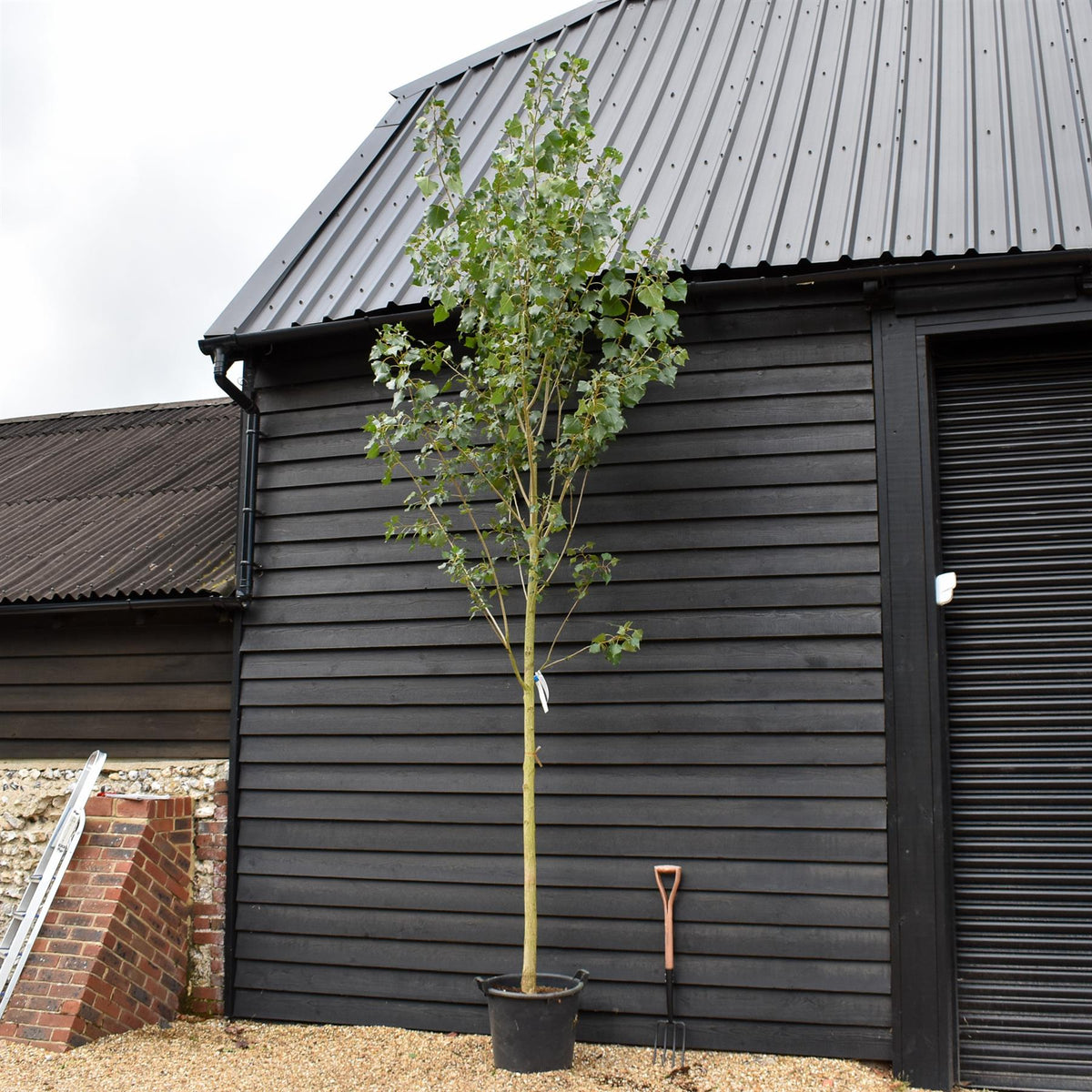 Populus nigra 'Italica' | Lombardy Poplar Tree - Standard - Height 430-450cm - 55lt