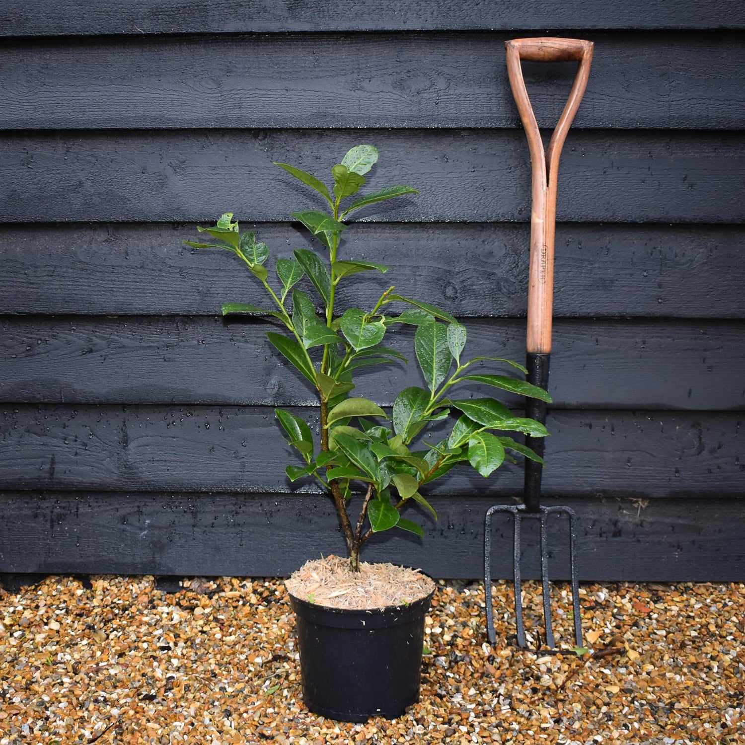 Cherry Laurel | Prunus laurocerasus Rotundifolia - Shrub - Height 70-100cm - 5lt