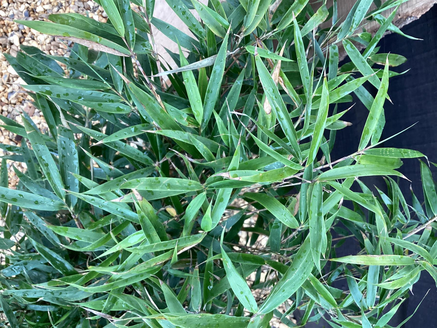 Fargesia robusta 'Wenchuan' | ‘Wenchuan’ Clumping Bamboo - 90-110cm, 10lt