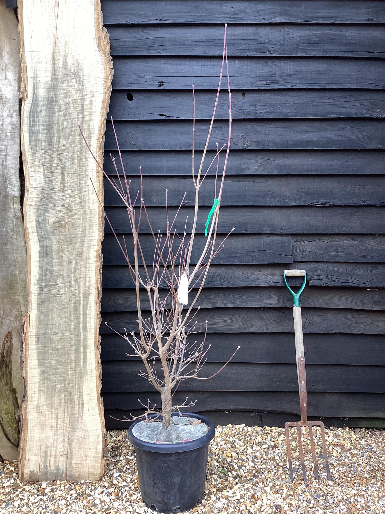 Cornus  x rutgersensis 'Rutgan' | Dogwood Stellar Pink - 175cm, 30lt