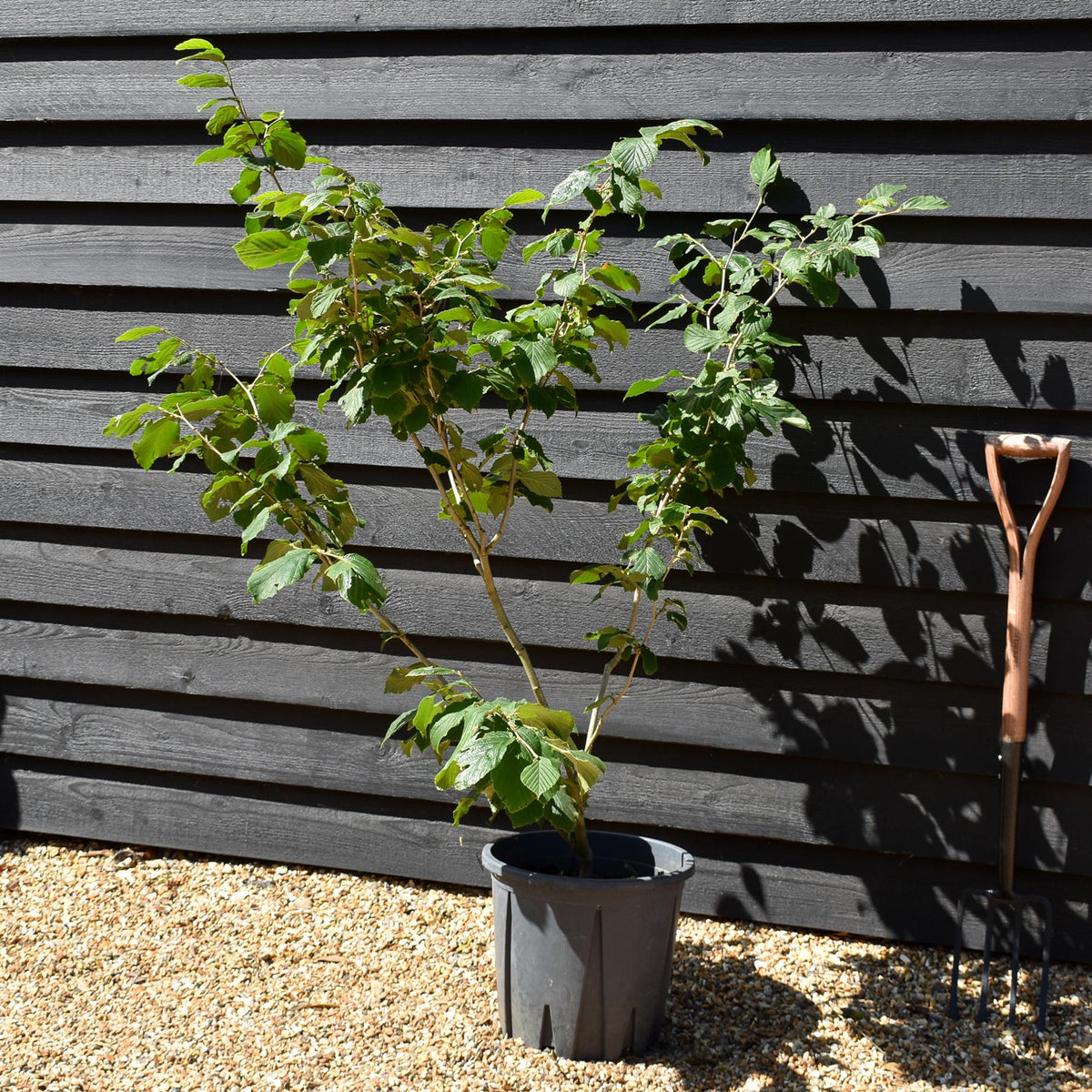 Hamamelis x intermedia 'Feuerzauber' | Witch hazel - Height 120-140cm - 20lt