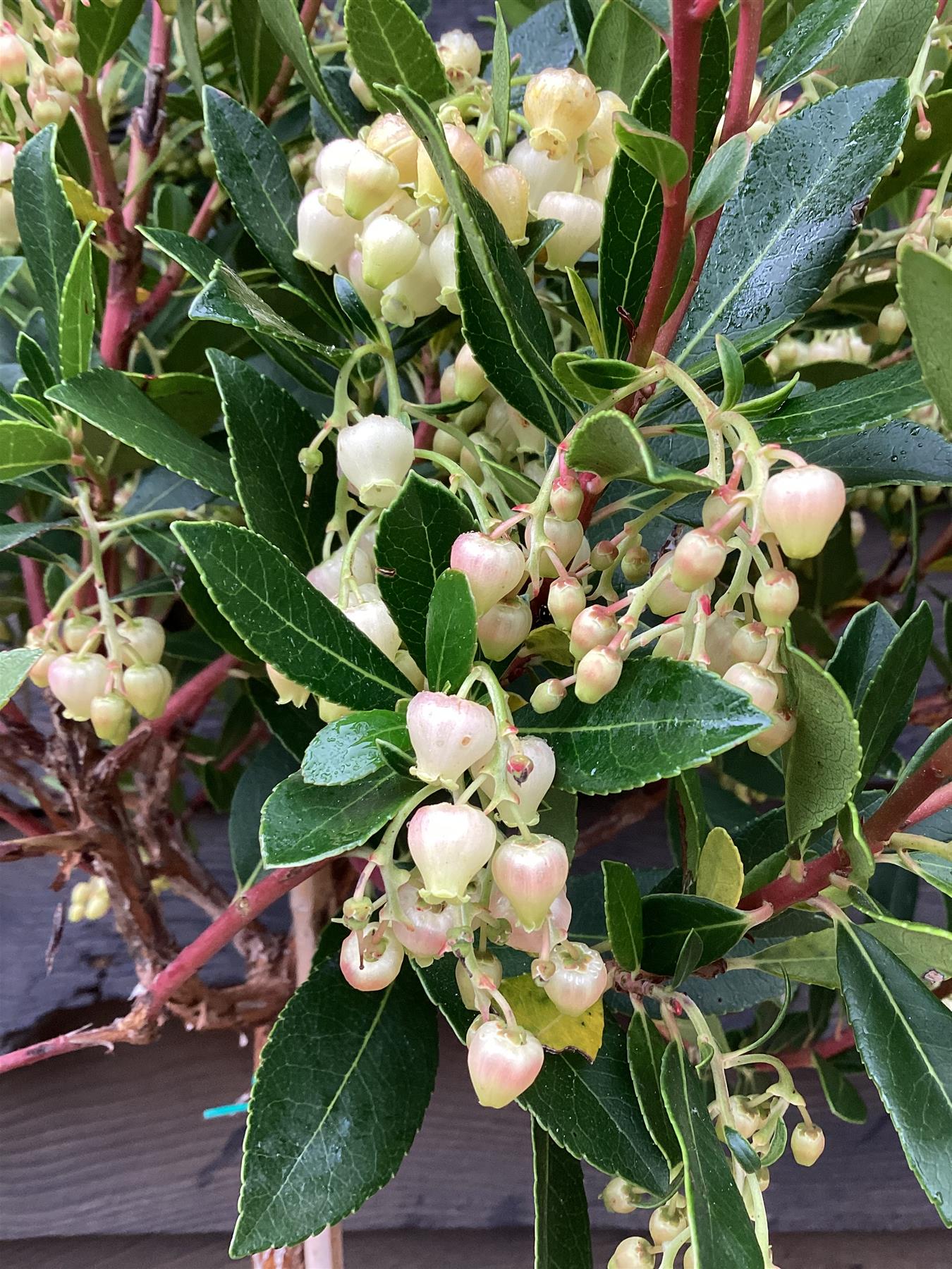 Arbutus unedo Tree | Strawberry Tree - Clear Stem 80cm - Height 120-130cm - 18lt