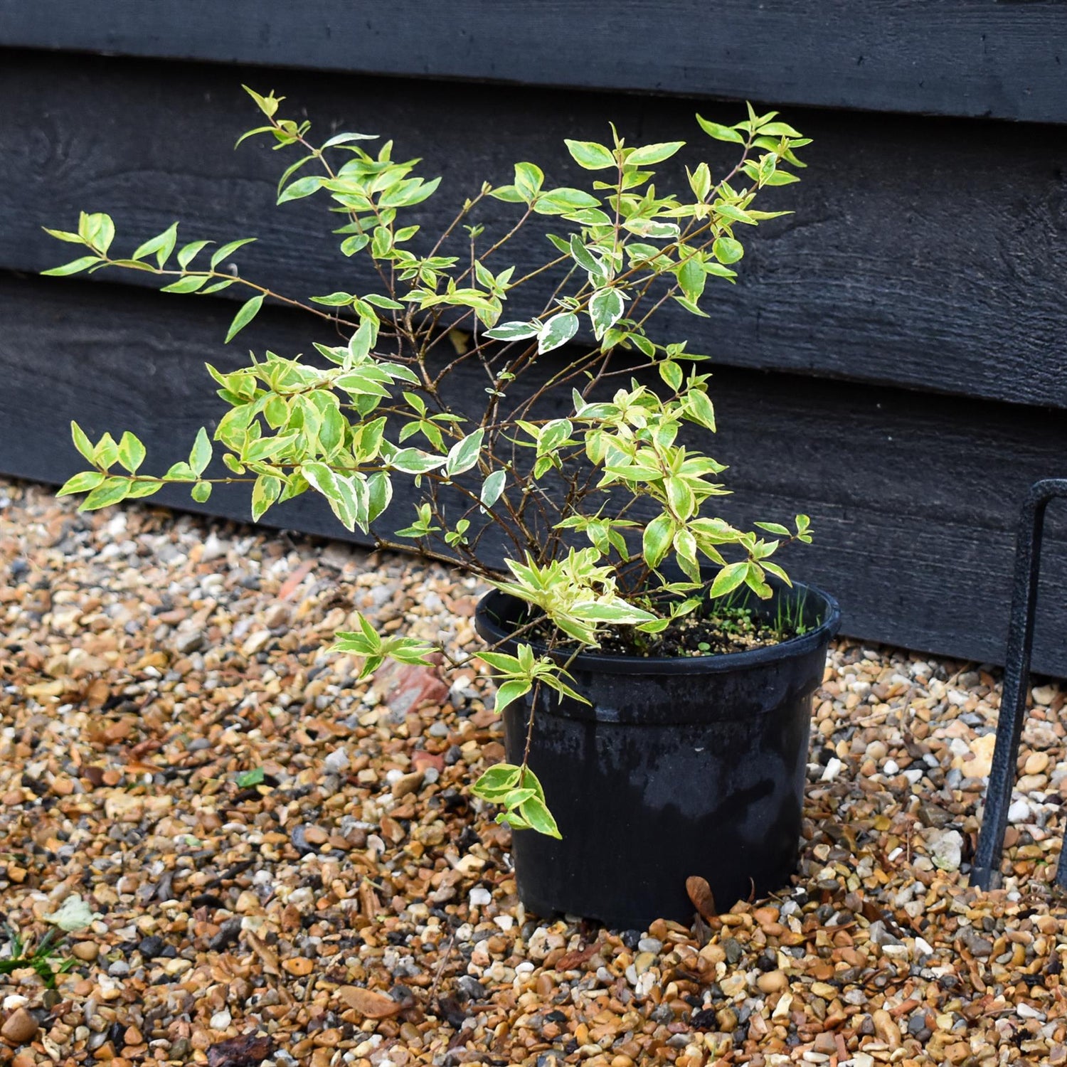 Abelia Radiance - 20-30cm, 3lt