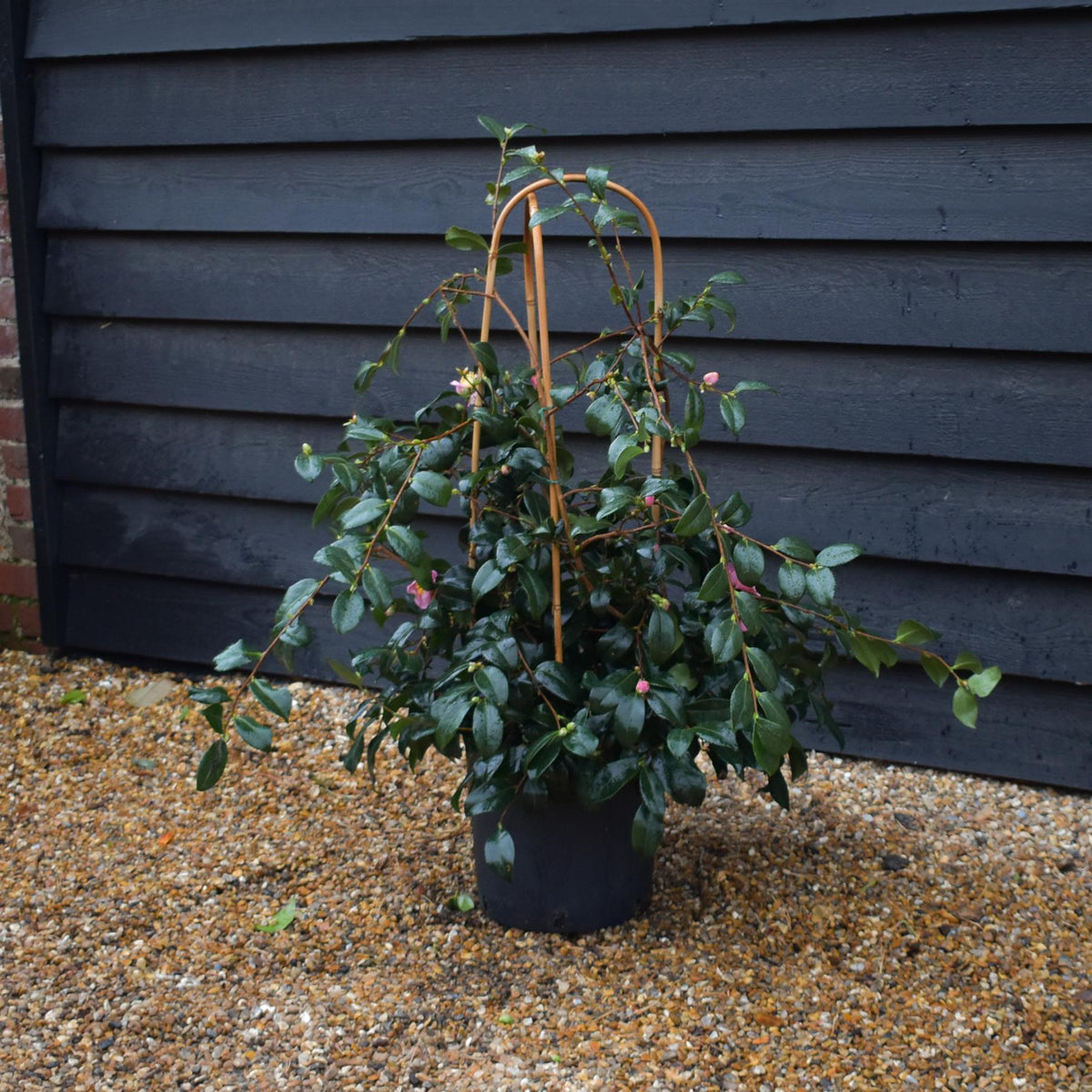 Camellia sasanqua 'Winter's Snowman' - 60-70cm - 12lt