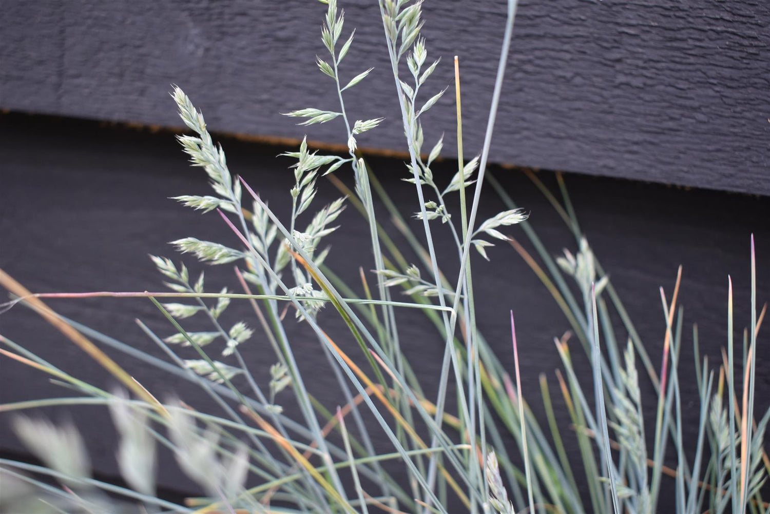 Festuca Glauca 'Elijah Blue' - 10/30cm, 2lt