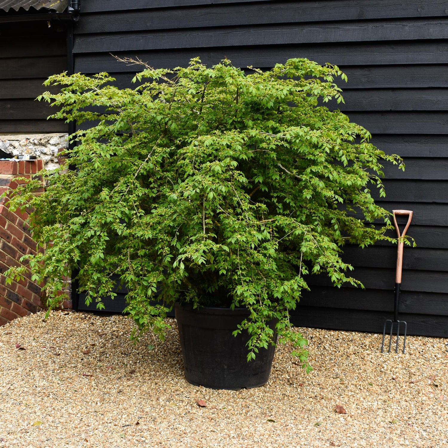 Euonymus alatus | Winged Spindle Tree - Height 150-160cm - Width 230-250cm - 130lt