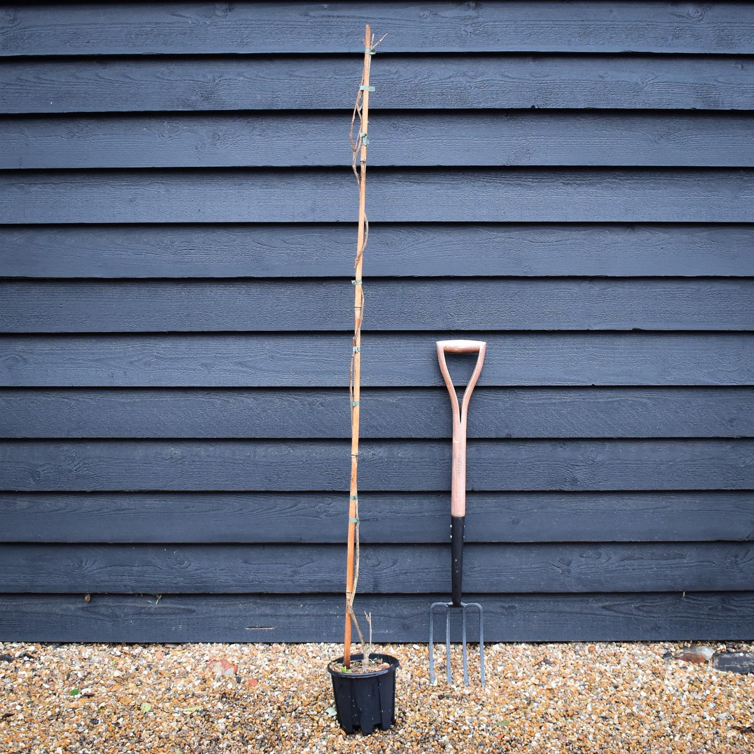 Wisteria x valderi 'Eranthema - Cane - Height 150-200cm - 3lt