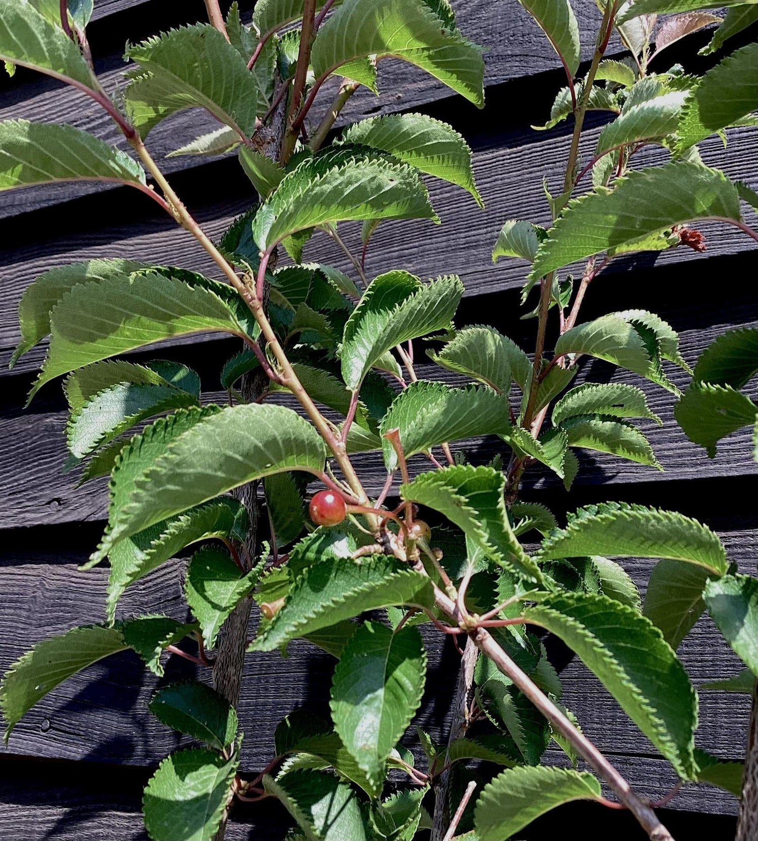 Prunus Pandora | Cherry 'Pandora' - Height 180-220cm - 12lt