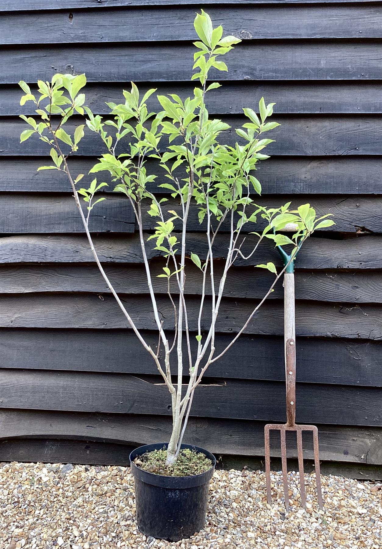 Magnolia Jane - 90-110cm, 5lt