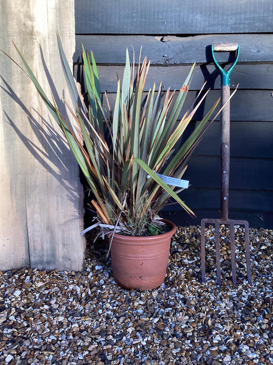 Phormium 'Maori Sunrise'