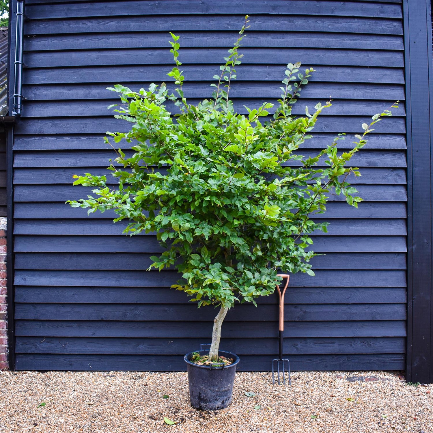 Carpinus betulus | European Hornbeam - 200-220cm, 30lt