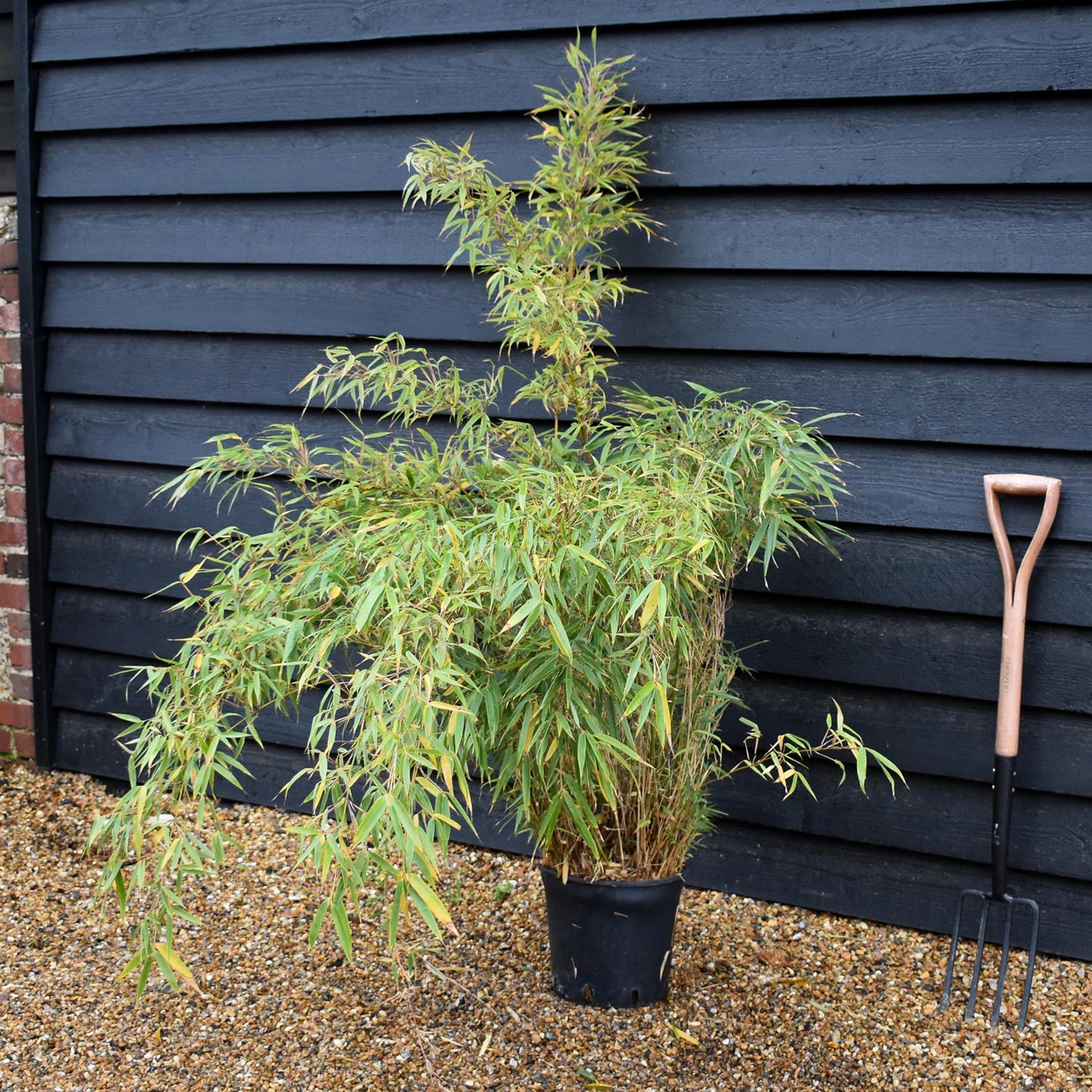 Fargesia rufa | Dragon Head Bamboo - Height 90-110cm - 10lt