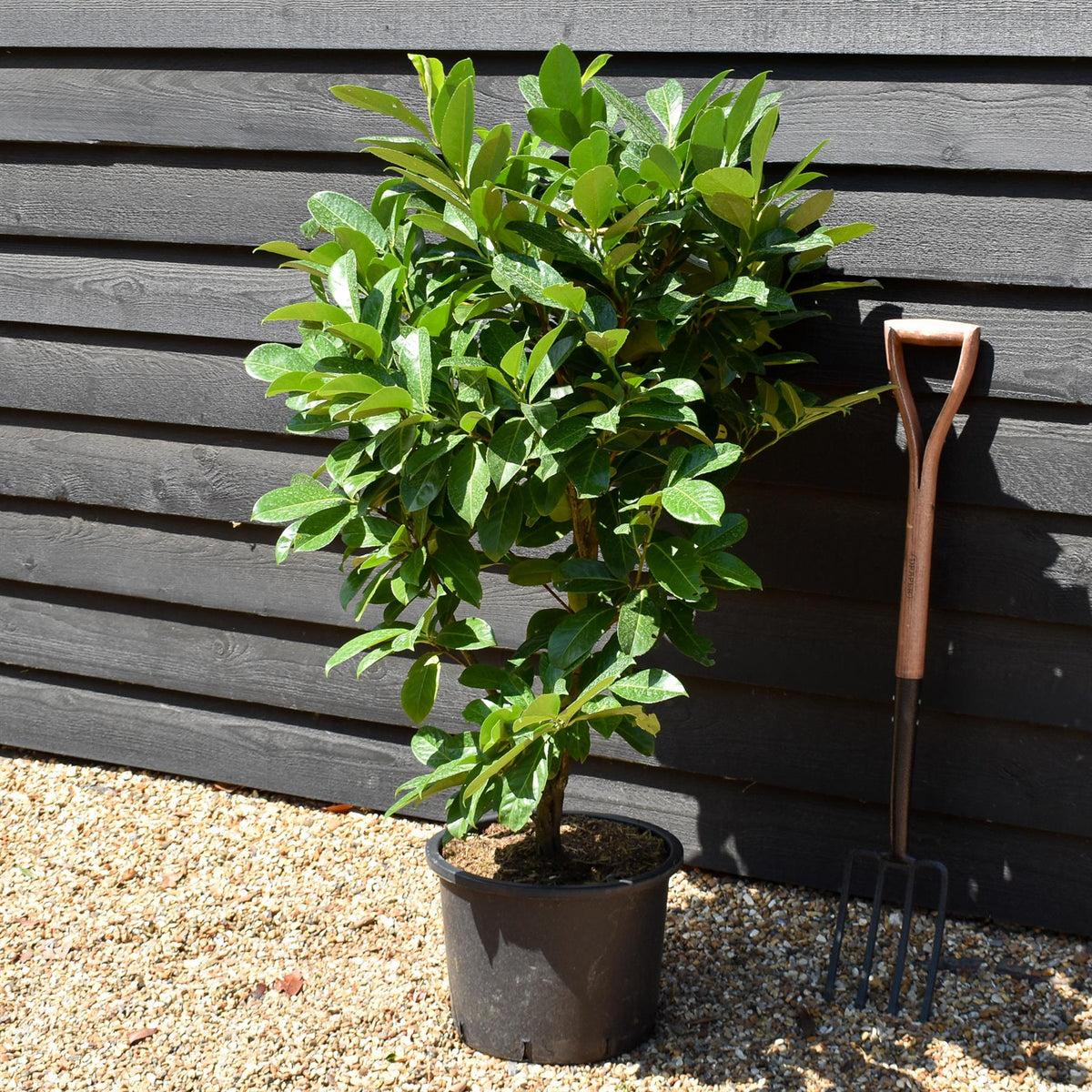 Cherry Laurel | Prunus laurocerasus Rotundifolia  - Instant Hedging - Pot Grown - Height 130-150cm - 20lt