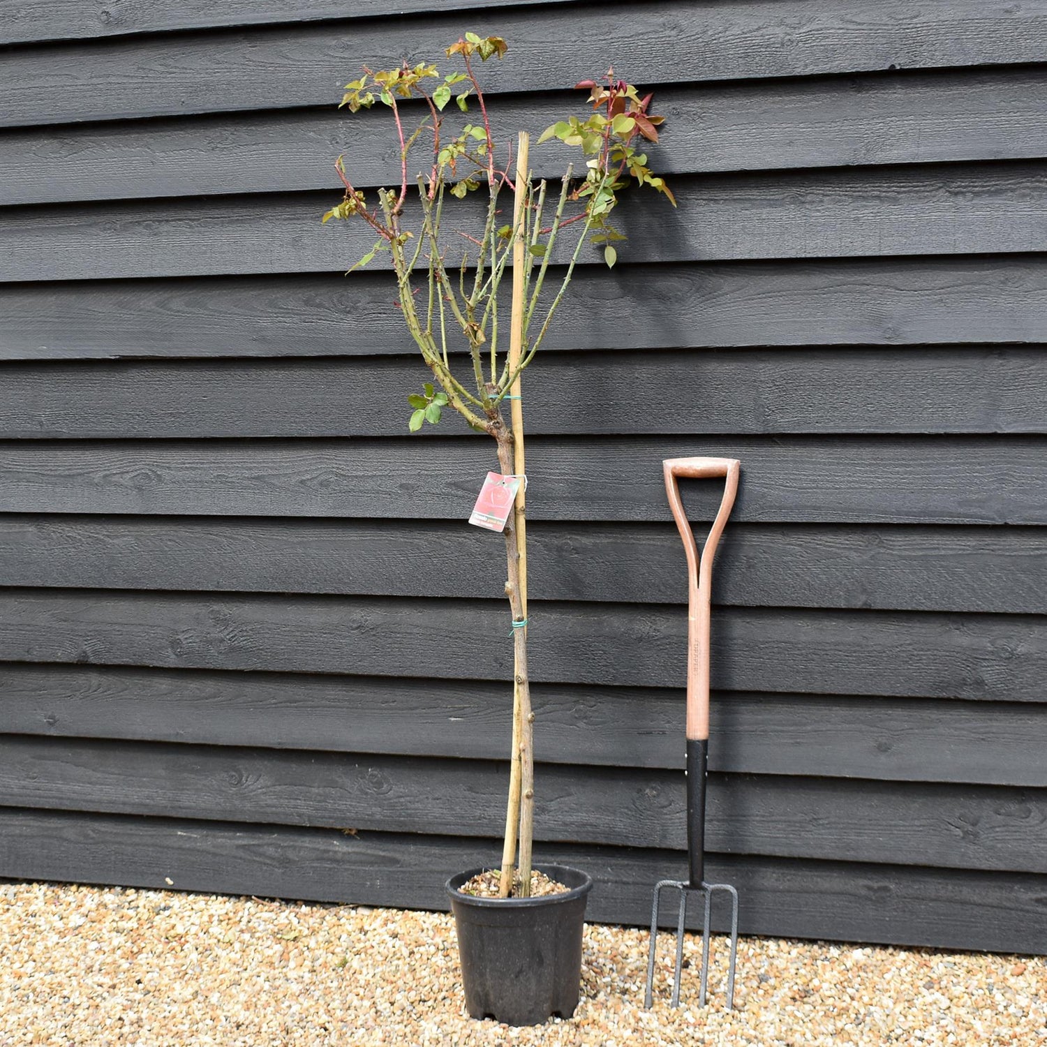 Rose 'Bengala' - Clear Stem 80-90cm - Height 130-160cm - 18lt