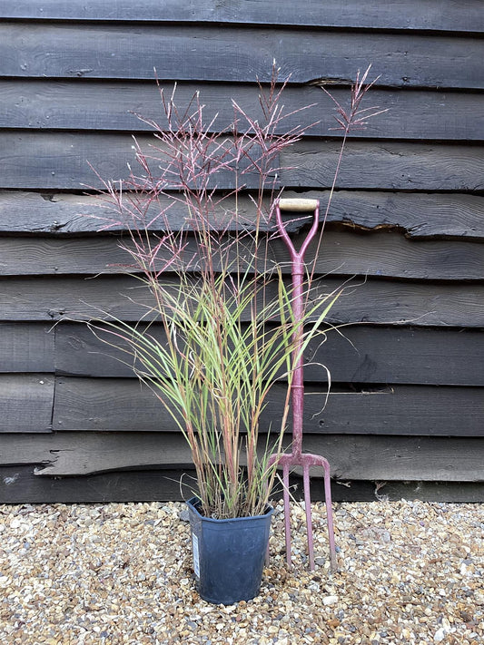 Miscanthus sinensis | Ornamental grass 'Morning Light' - 5lt