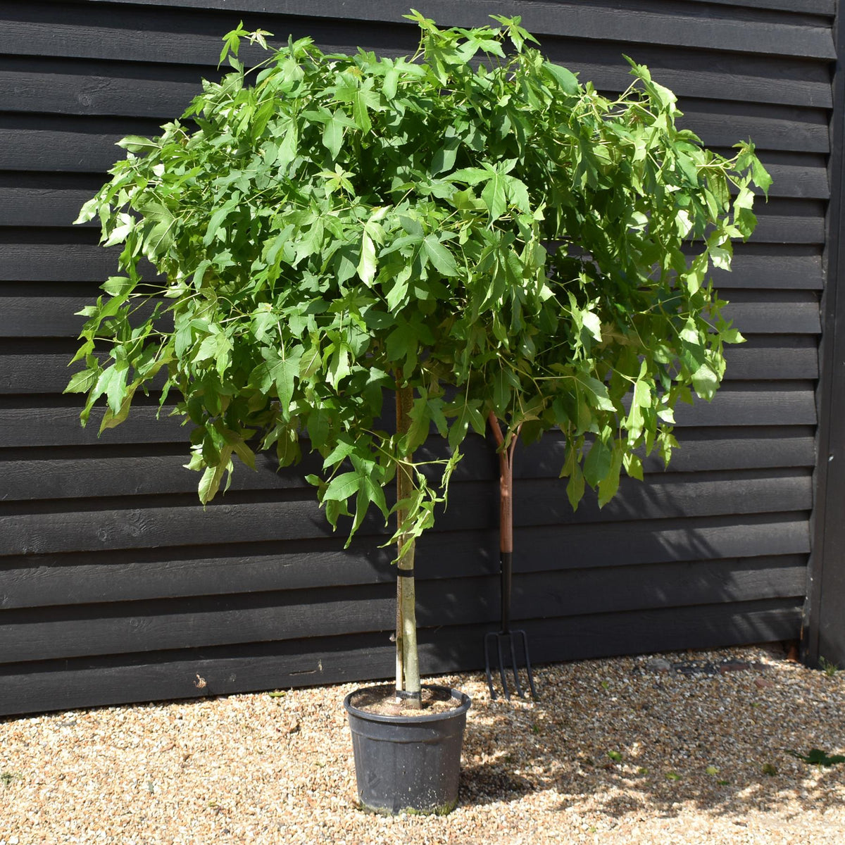 Liquidambar styraciflua 'Gum Ball' - Half standard - Clear Stem 100cm - Girth 6-8cm - Height 140-160cm - 20lt