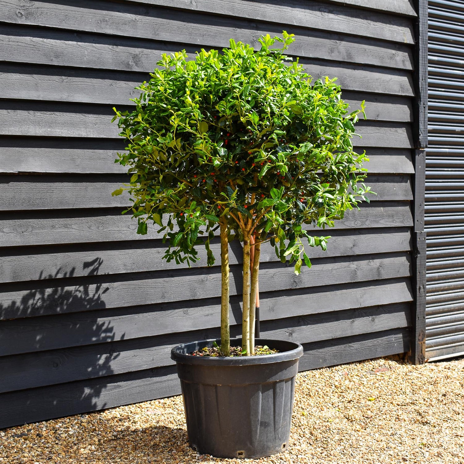 Ilex 'Nellie Stevens' - MultiStem Ball - Clear Stems 40-60cm - Height 120-150cm - 70lt