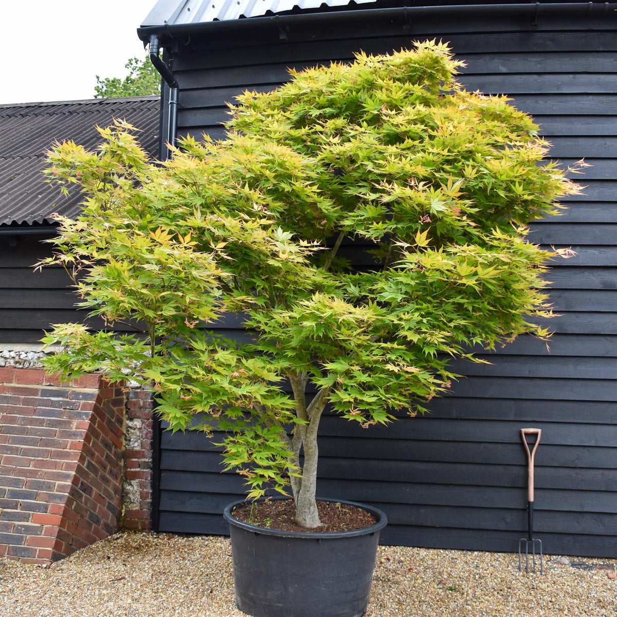 Acer palmatum 'Kogane Nishiki' | Japanese maple Golden Brocade - Specimen Tree - Height 300-320cm - 280lt