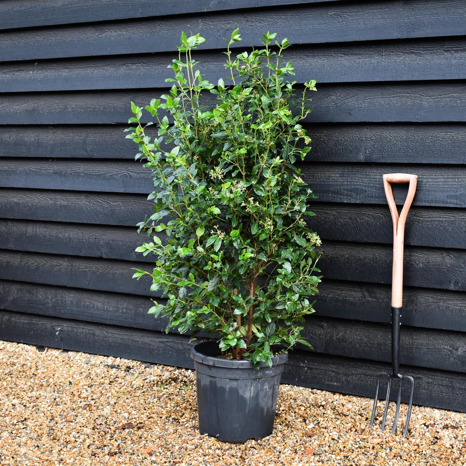 Viburnum tinus Eve Price - Shrub - Height 120-130cm - 25lt