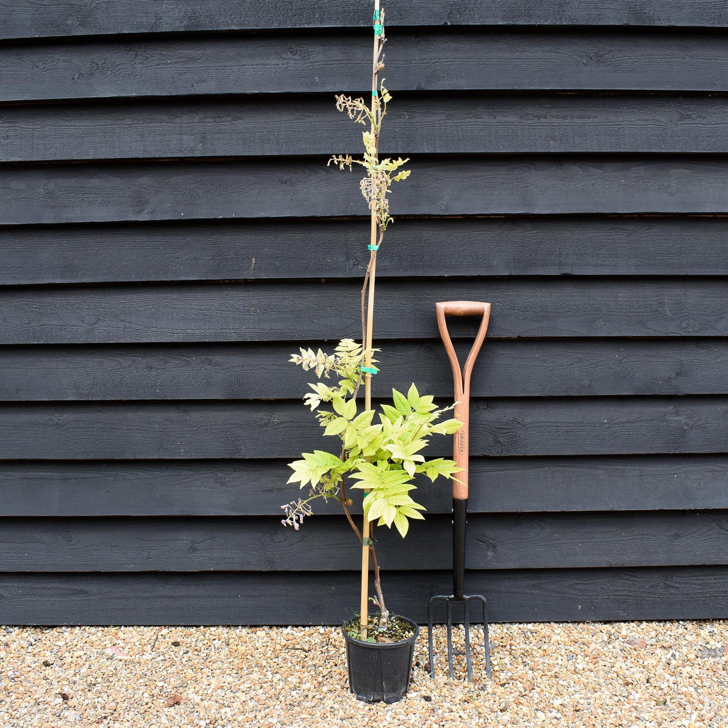 Wisteria brachybotrys 'Iko yama Fuji' | Chinese Wisteria Light Violet - Cane - Height 150-170cm - 3lt