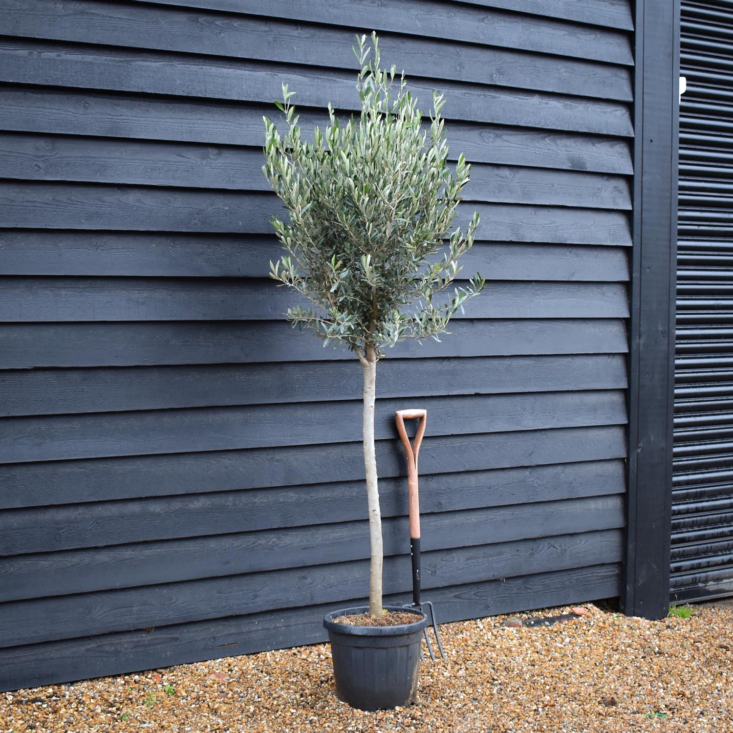 Olive Tree | Olea Europea - Clear Stem 80-90cm - Height 180-190cm - 20lt
