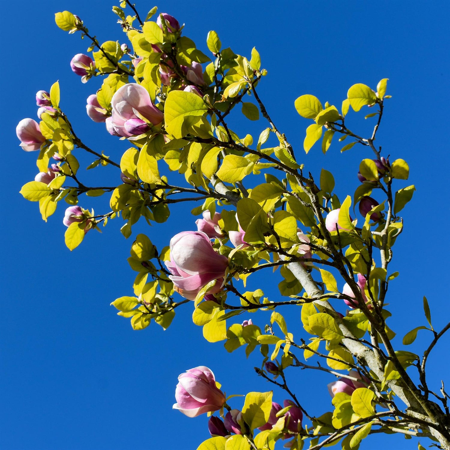 Magnolia Susannah Van Veen - Height 300- 350cm, 70lt