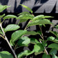 Prunus Royal Flame | Prunus 'Mieke' - 200-250cm, 10