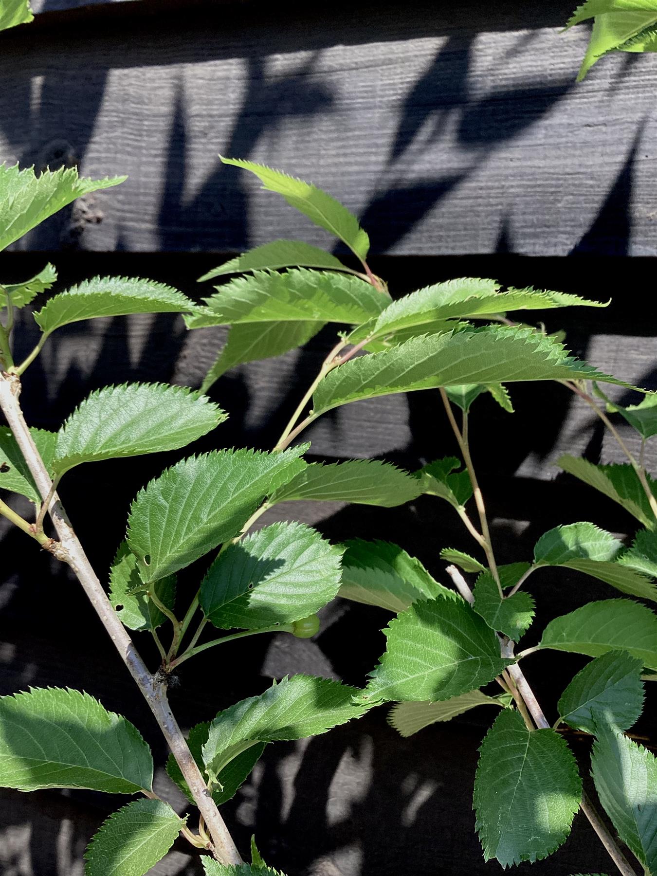 Prunus Royal Flame | Prunus 'Mieke' - 200-250cm, 10
