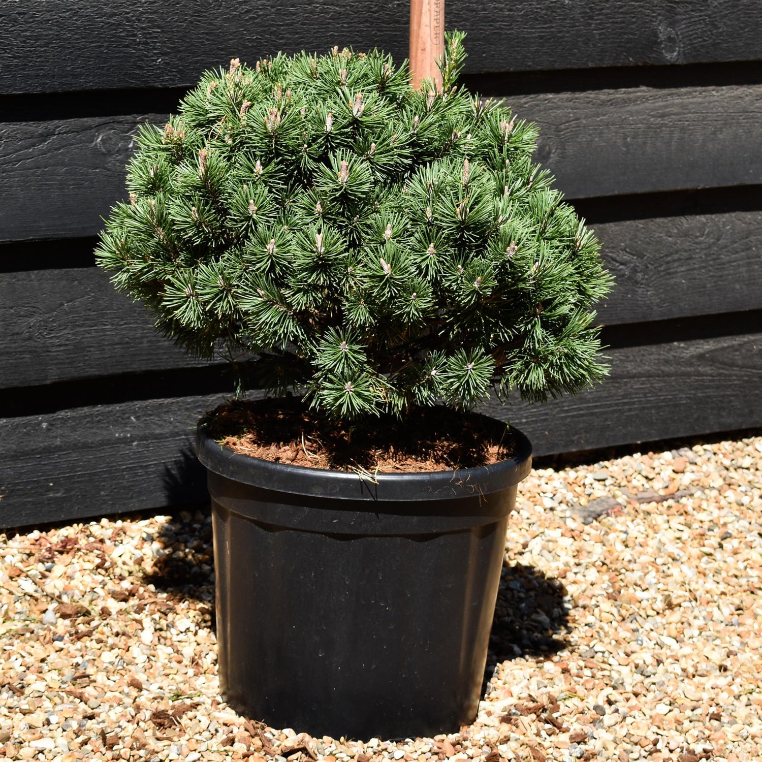 Pinus Mugo 'Mops' - Height 35-45cm - Width 35cm-45cm - 18lt