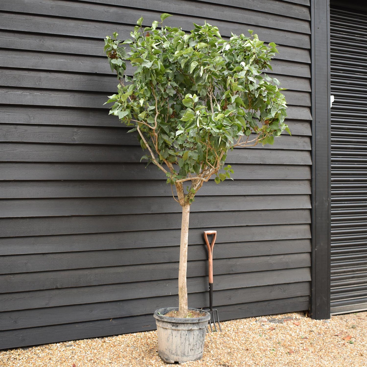 Syringa Vulgaris | Lilac - Shrub -Half Standard - Clear Stem 90cm - Height 220-240cm - 45lt