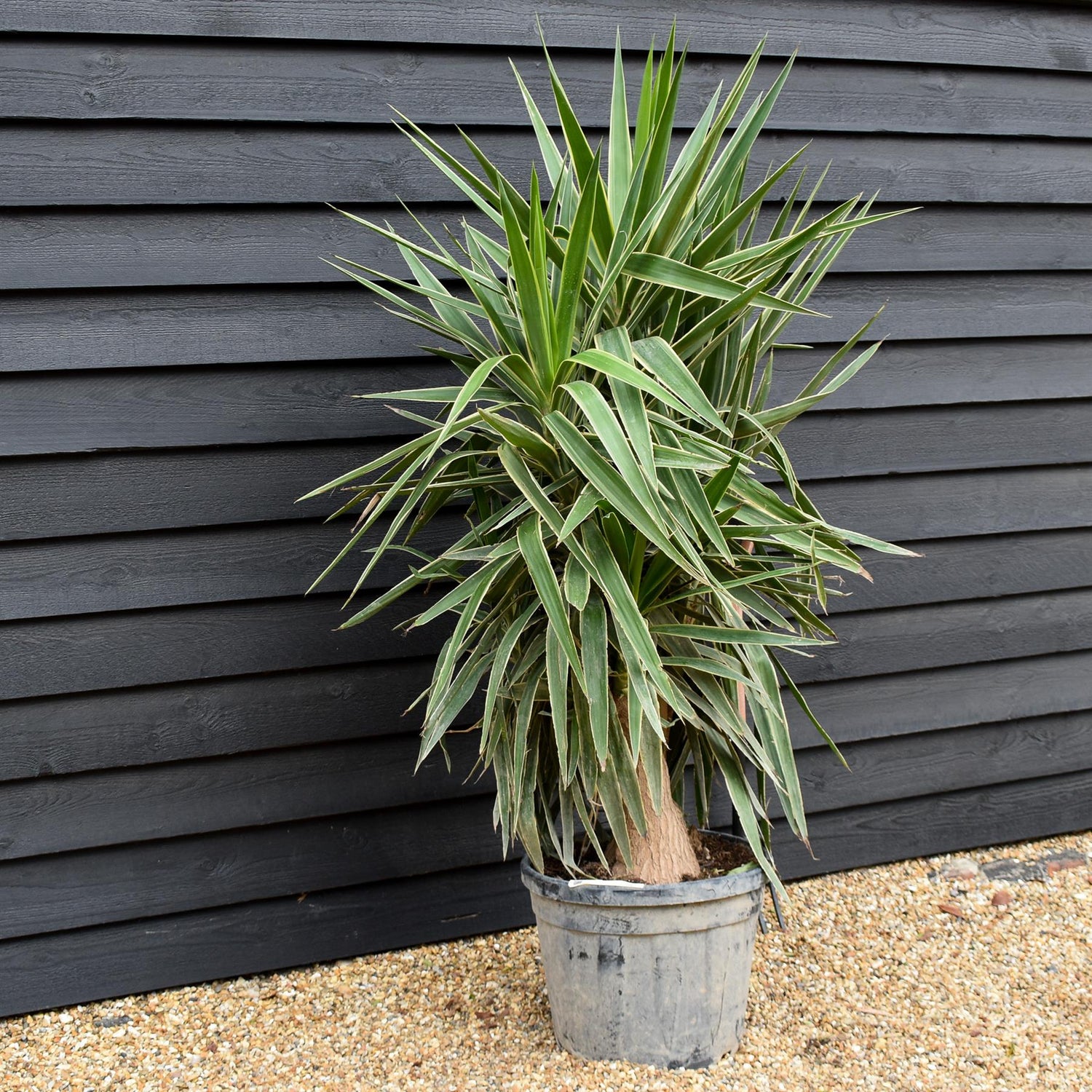 Yucca 'Elephantipes - Shrub - Multistem - Height 170cm - 45lt