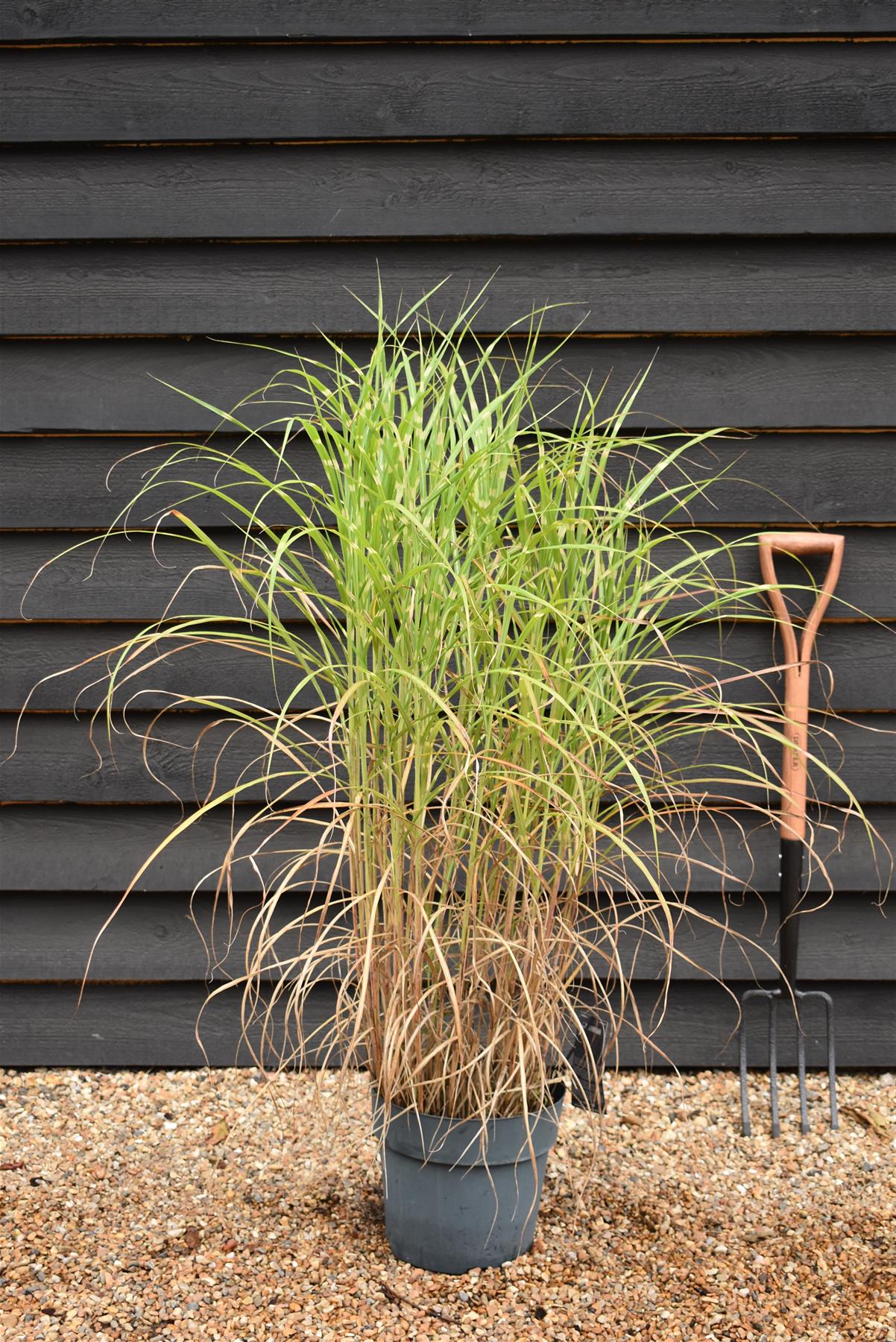 Miscanthus sinensis 'Strictus' | Eulalia 'Strictus' - 20lt
