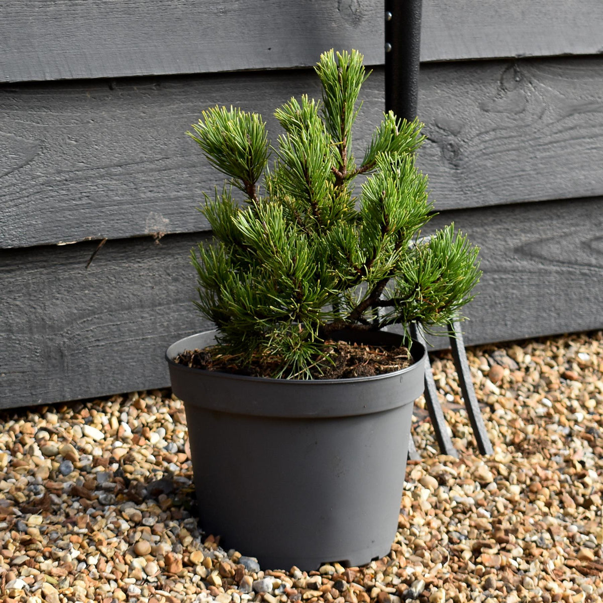 Pinus mugo 'Grune Welle' - Height 25-30cm - Width 20-25cm - 5lt