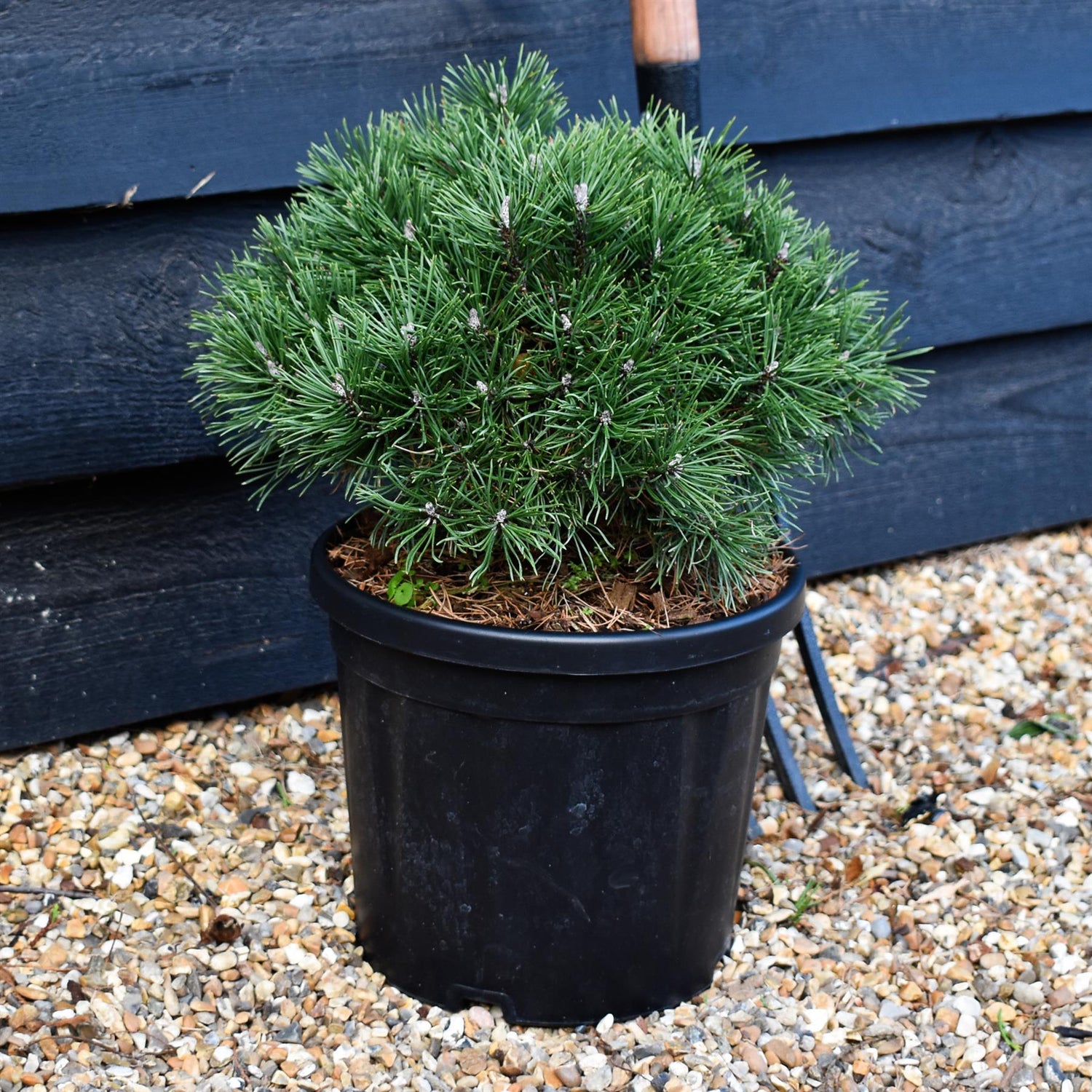 Pinus Mugo 'Mops' - Height 20-25cm - Width 30-35cm - 8lt