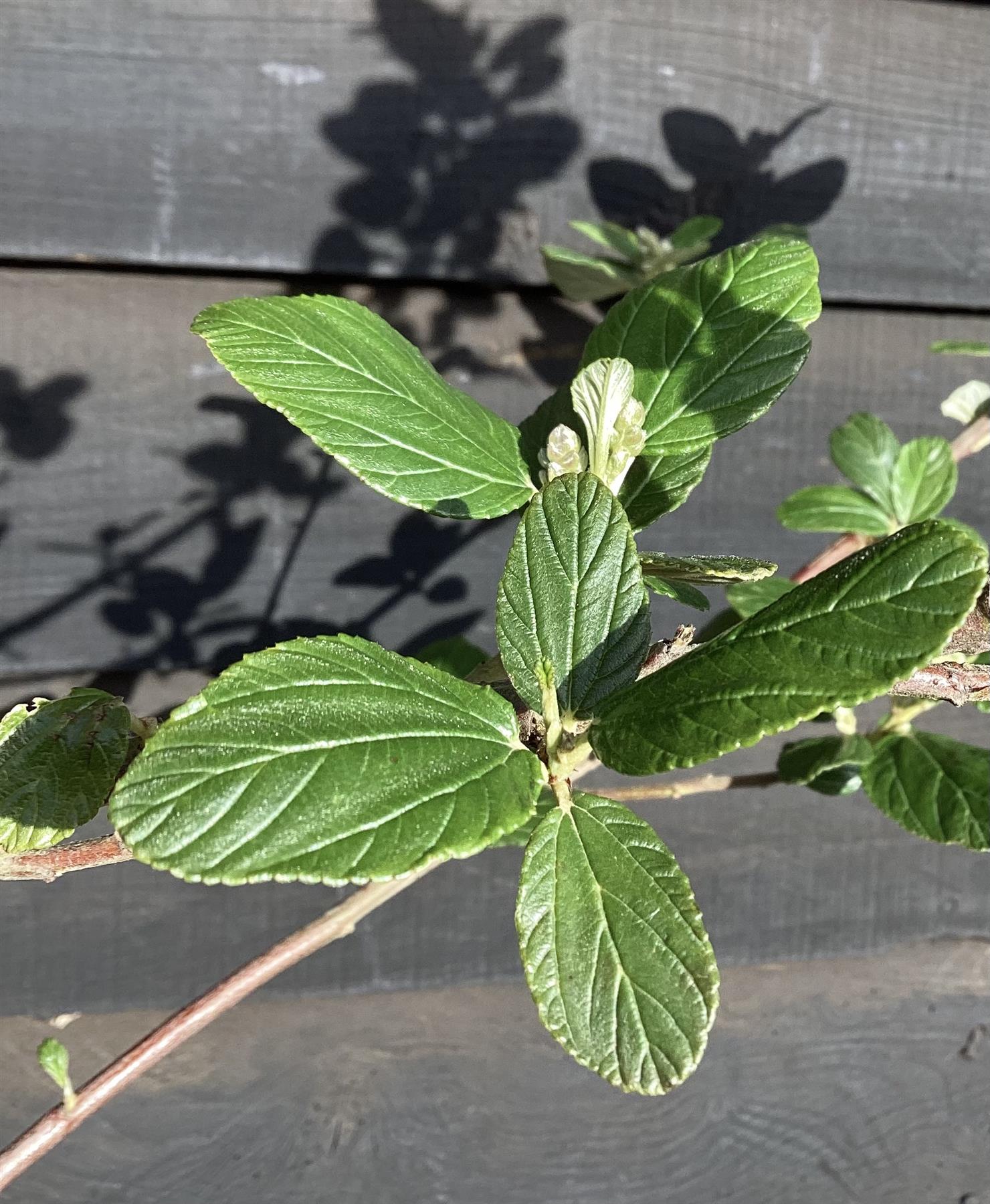 Ceanothus Trewithen Blue | Californian lilac 'Trewithen Blue' - 200-220cm, 20lt