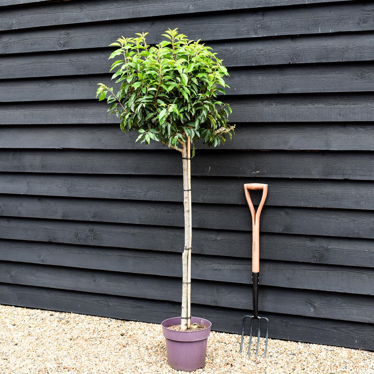 Portuguese Laurel | Prunus Lusitanica - Clear Stem 90-100cm - Girth 6-8cm - Height 150-160cm - 10lt