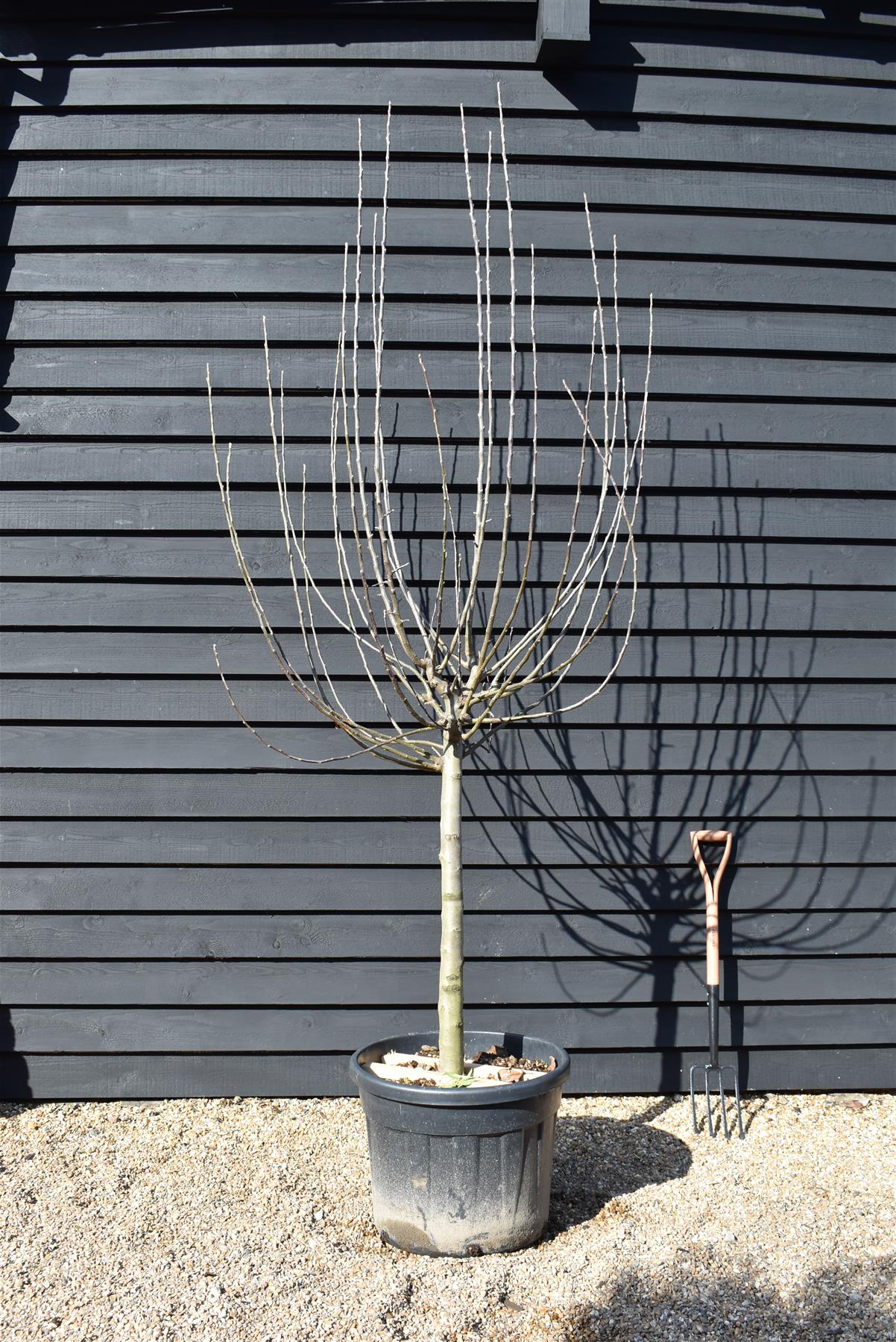 Apple tree - Malus Domestica 'Renetta Canada' - Girth - 16-18cm - Height 250-260cm - 70lt