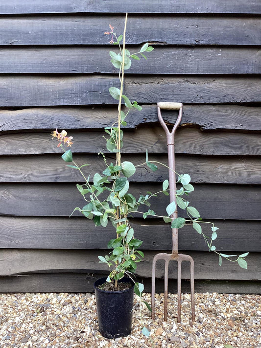 Lonicera x heckrottii 'Gold Flame' | Gold Flame Honeysuckle - 50-60cm - 3lt