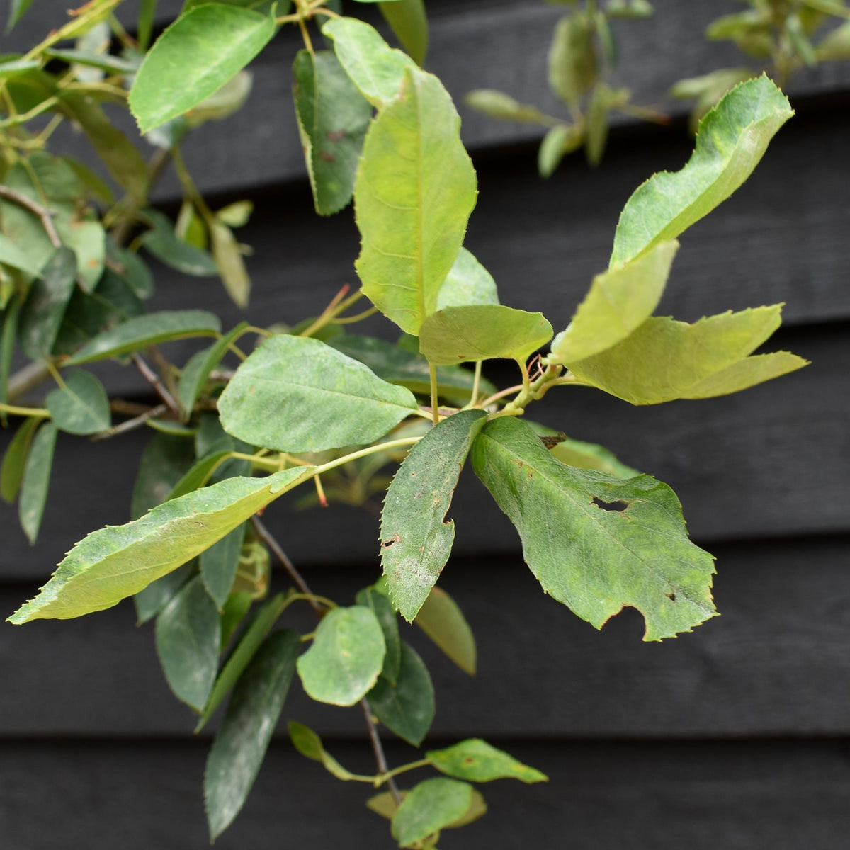 Amelanchier canadensis | Juneberry - Clear Stem - Height 220-250cm - Girth 6-8cm - 40lt