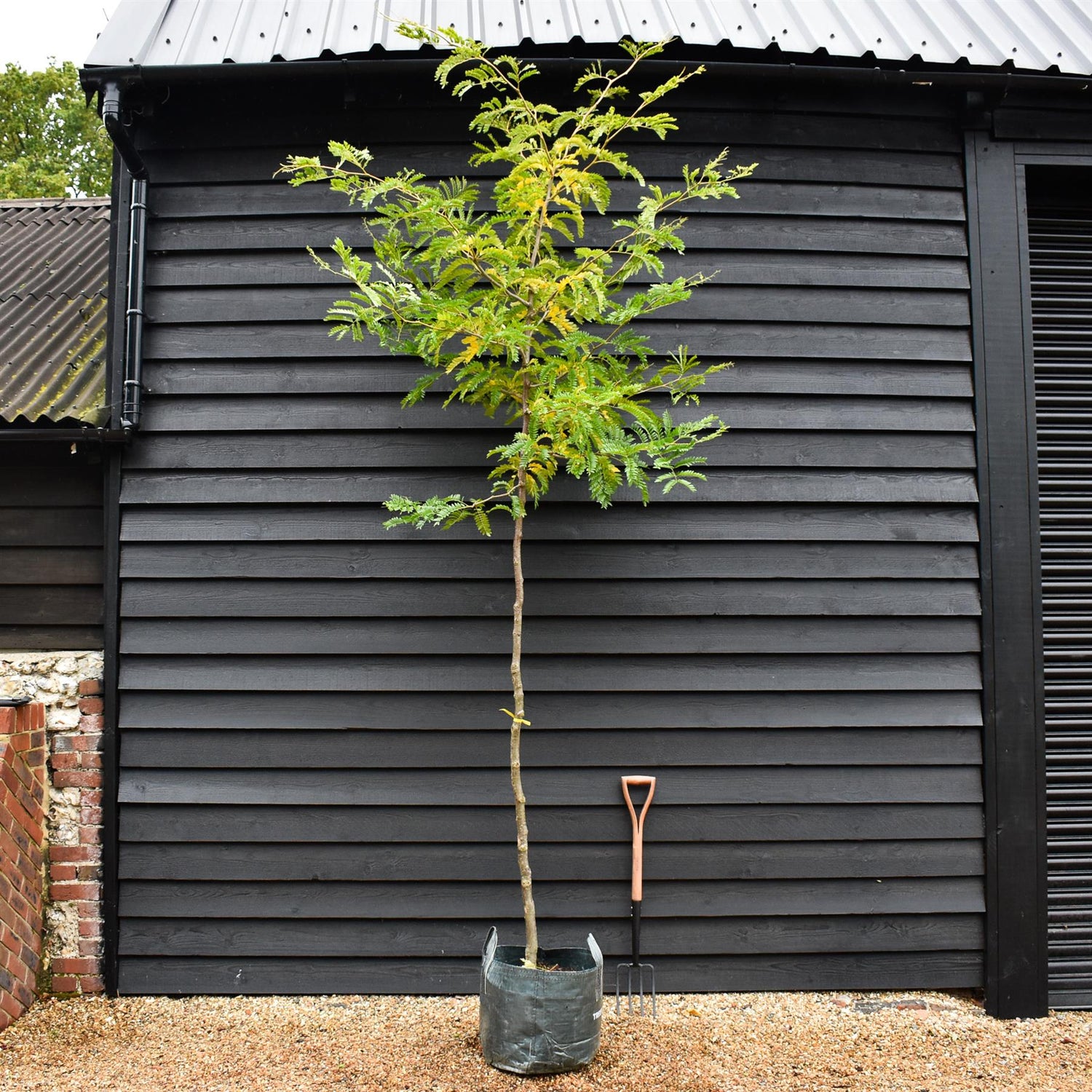 Gleditsia triacanthos Sunburst | Honey Locust 'Sunburst' - Clear Stem - Girth 8-10cm - Height 330-350cm - 45lt