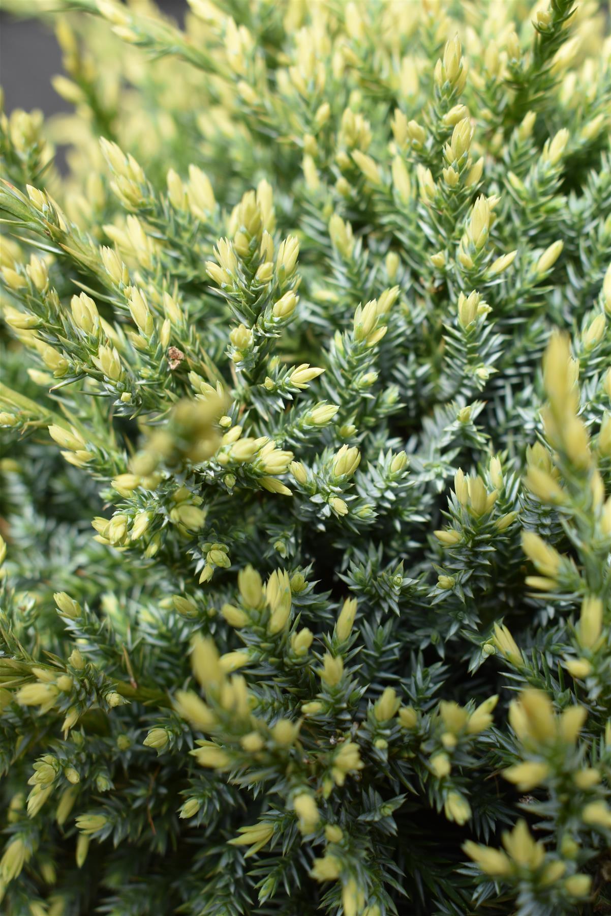 Juniperus squamata 'Holger' | Holger Flaky Juniper- Height 30-40cm - Width 30cm - 8lt