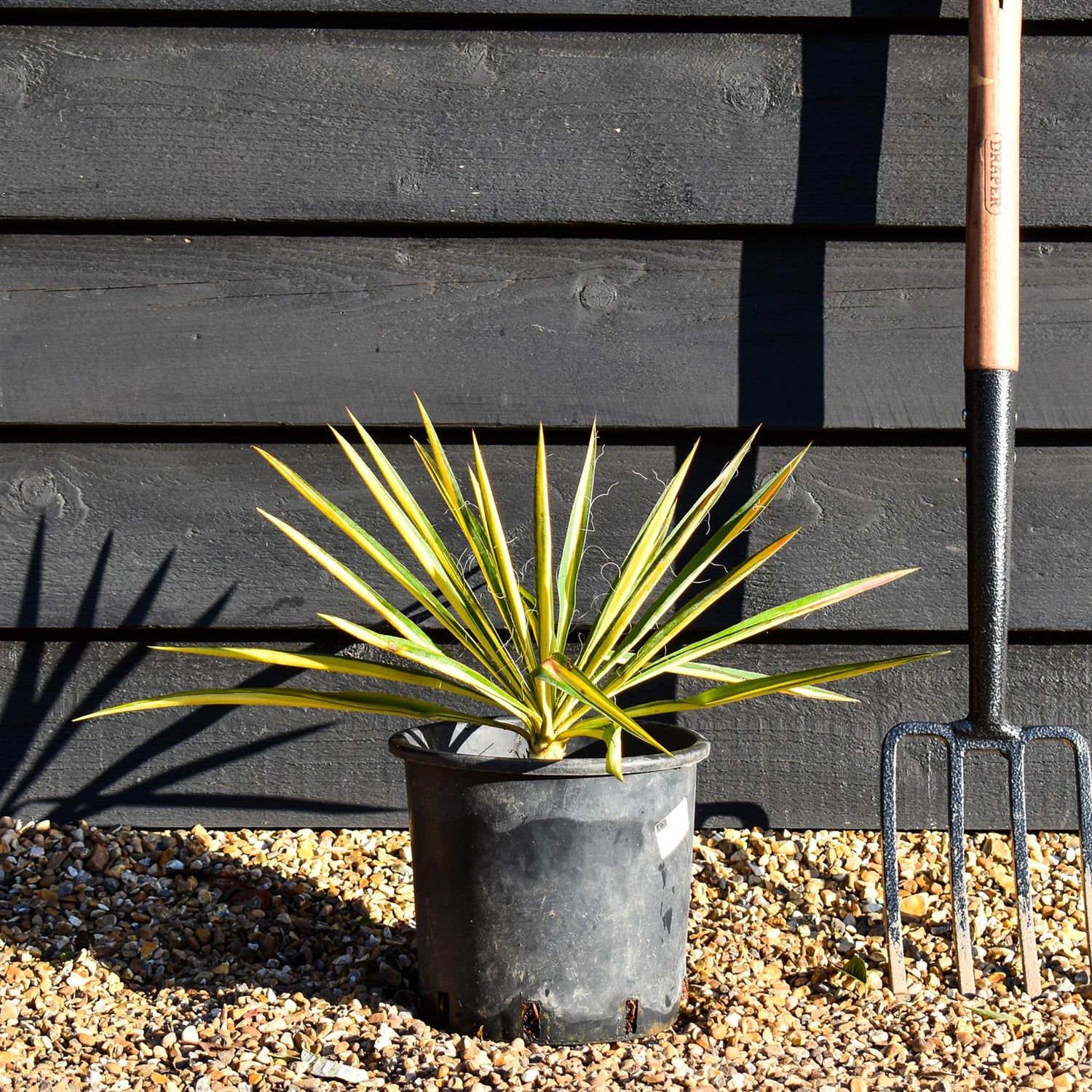 Yucca Filamentosa 'Colour Guard' | Adam's Needle 'Color Guard' - Height 40-50cm - 5lt