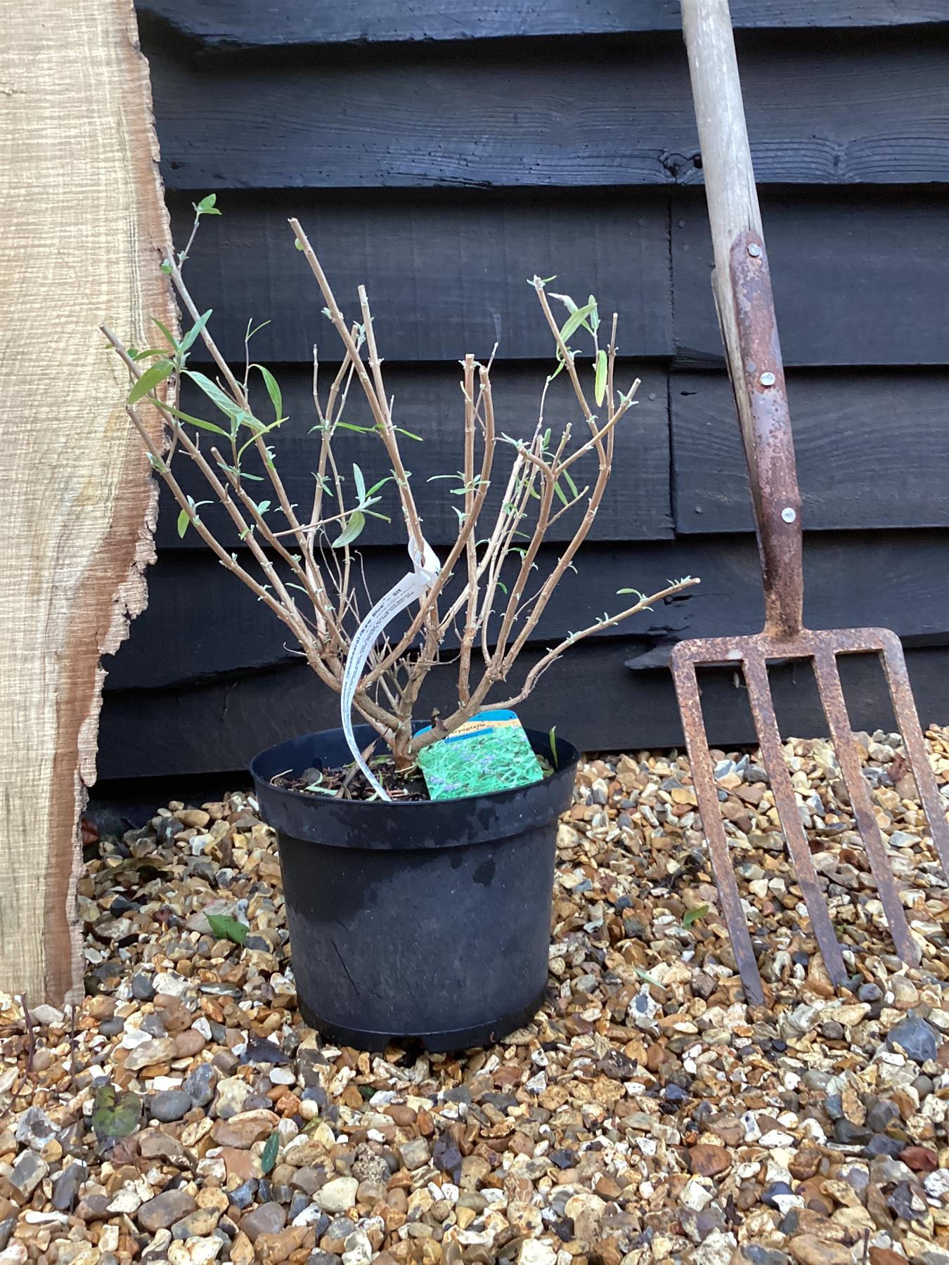 Caryopteris clandonensis (Bluebeard) 'Kew Blue' | Bluebeard Kew Blue - 20-30cm, 5lt