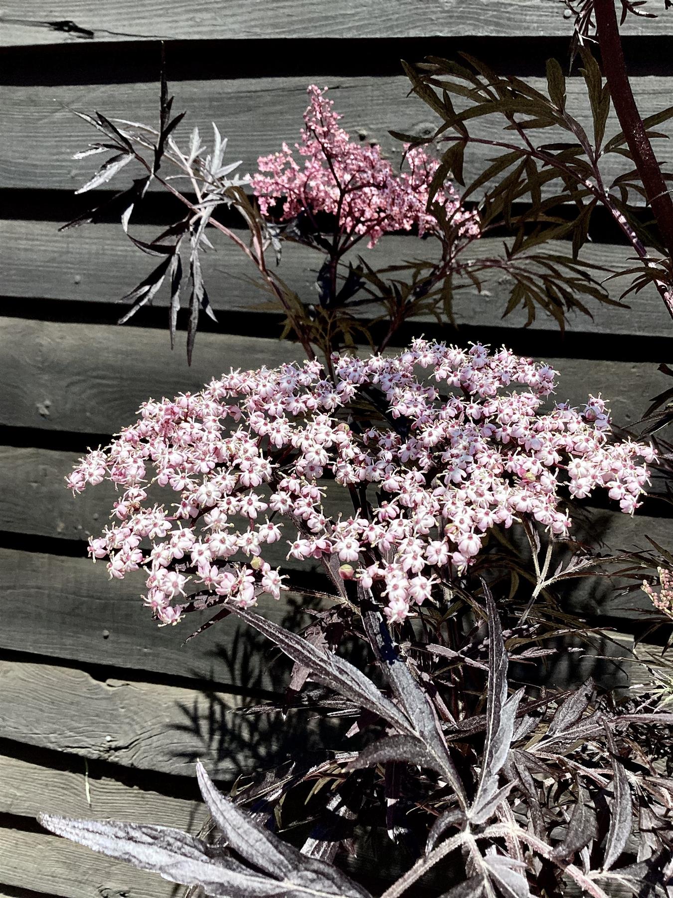 Sambucus nigra Black Lace | Elder 'Eva' - Height 160-180cm - 12lt