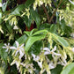 Trachelospermum jasminoides - Arch - 270-280cm, 55lt