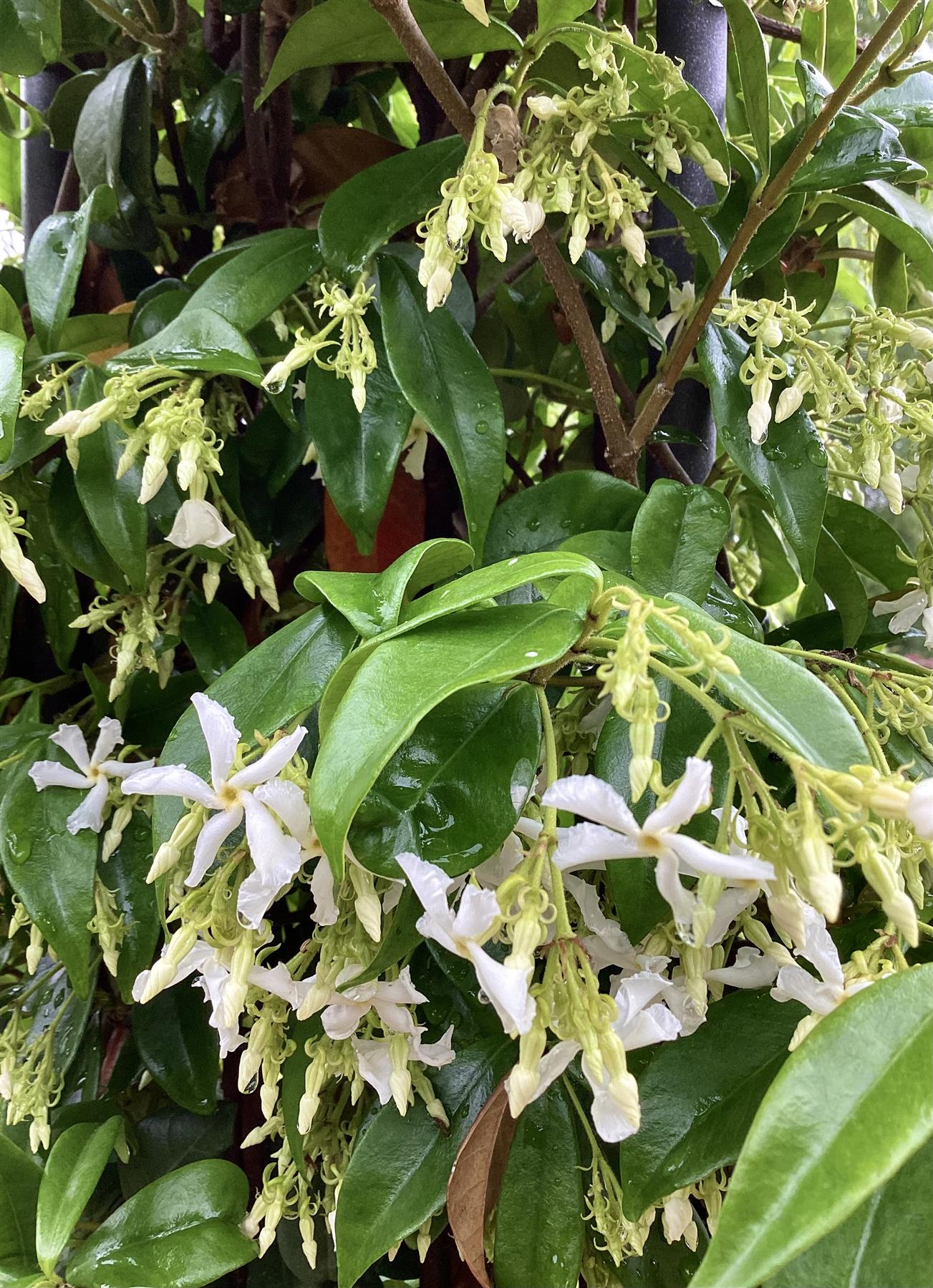 Trachelospermum jasminoides - Arch - 270-280cm, 55lt