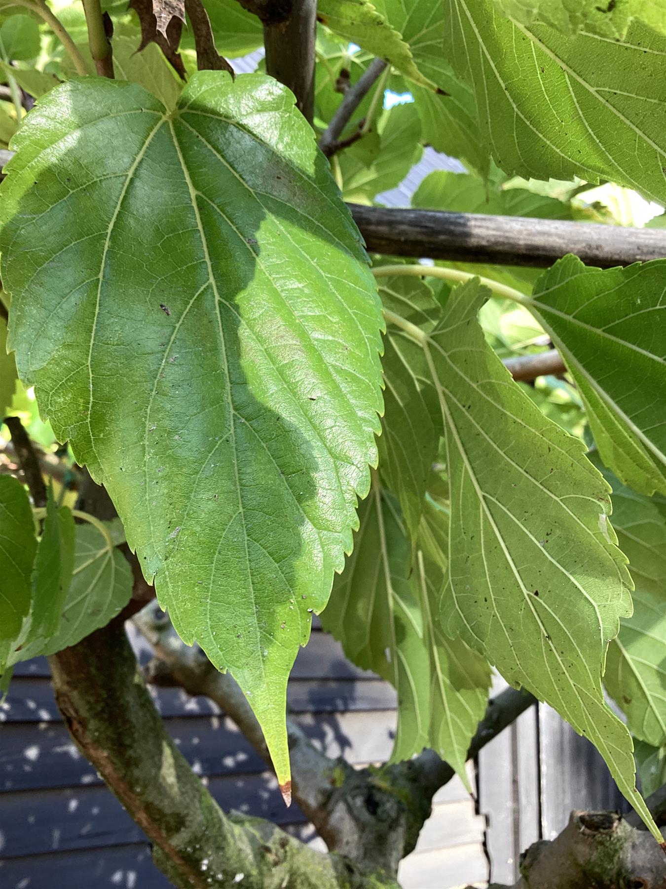 Morus Alba | White Mulberry - Pleached Parasol - Girth 16-18cm - 230cm  - 150lt