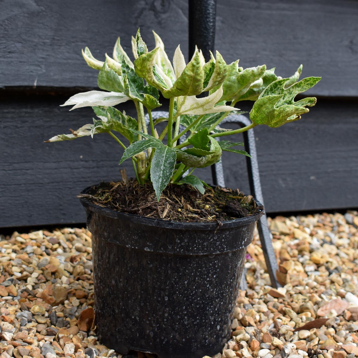 Fatsia japonica 'Spider's Web' - 35-40cm, 5lt