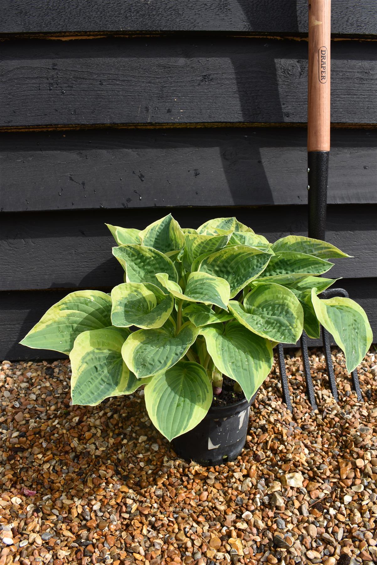 Hosta Plantain Lily Wild Brim - 10/20cm, 2lt